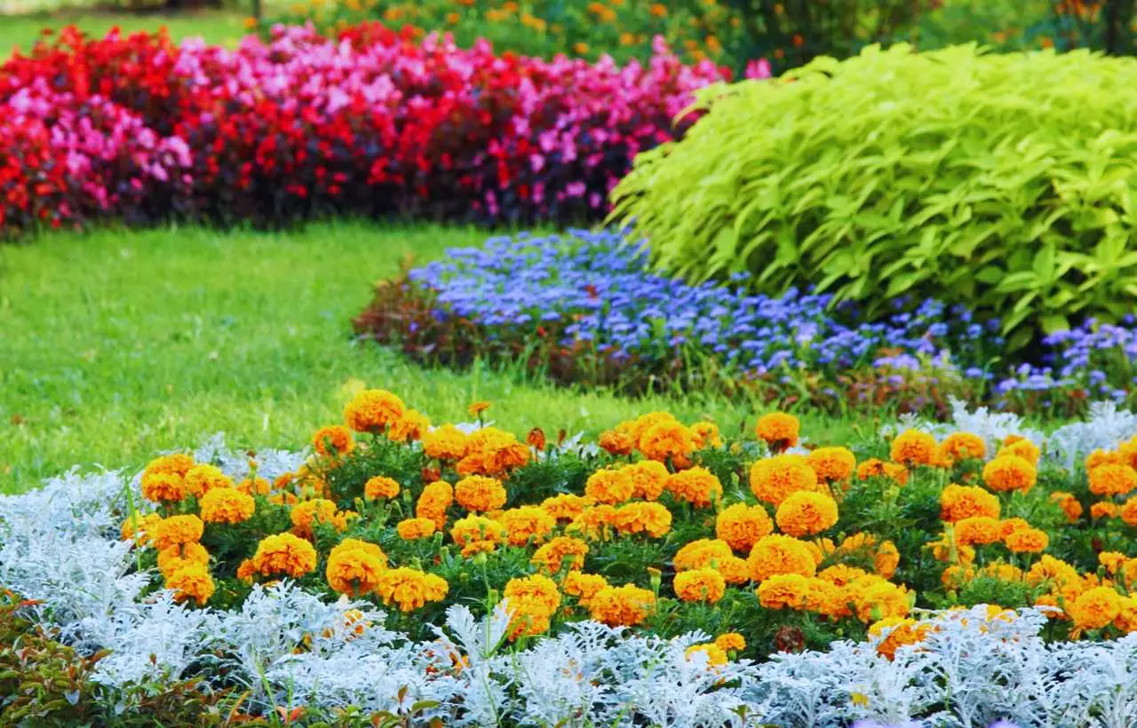Piante da giardino che resistono al caldo estivo: ecco le varietà consigliate dagli agronomi Piante da giardino che resistono al caldo estivo: ecco le varietà consigliate dagli agronomi