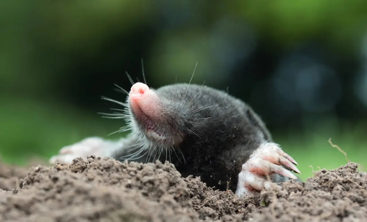 Come allontanare le talpe dal prato: il metodo ecologico raccomandato dal settore Come allontanare le talpe dal prato: il metodo ecologico raccomandato dal settore
