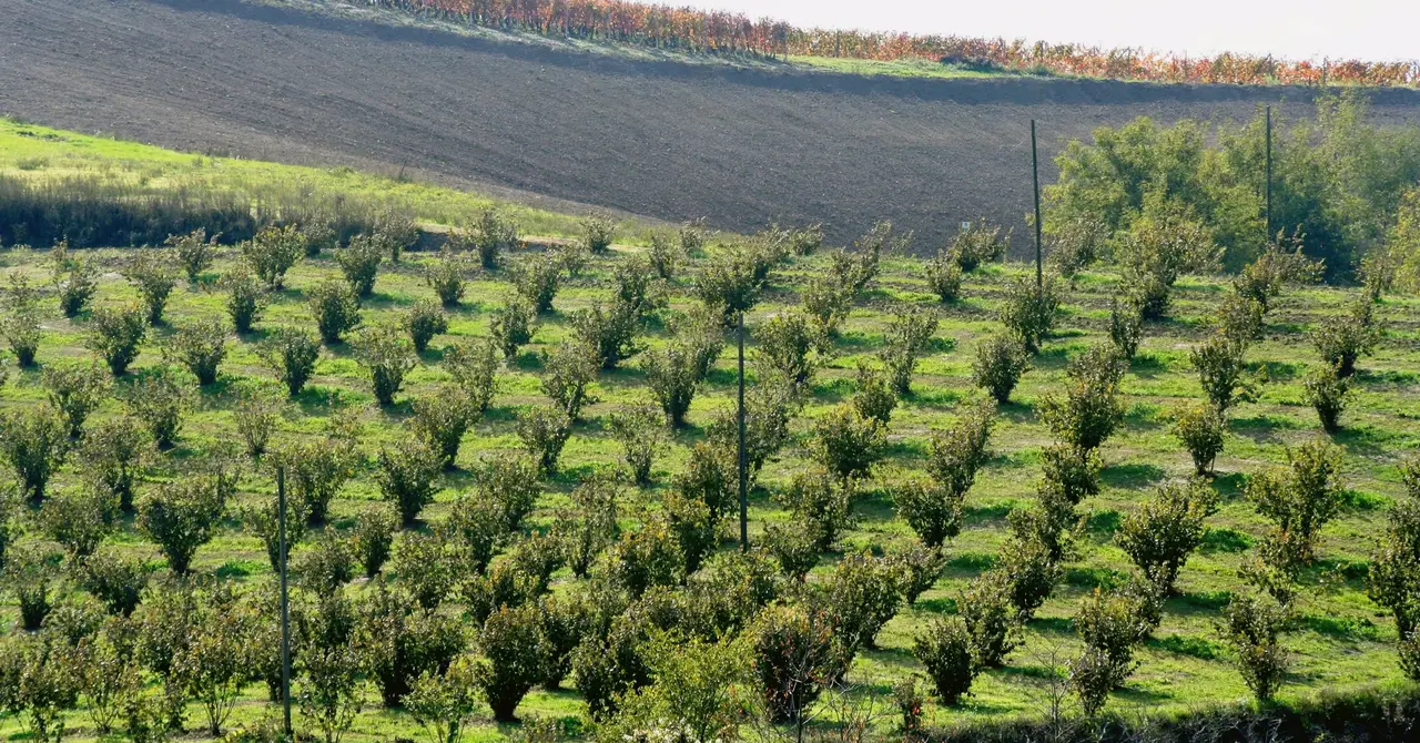 Terreno agricolo inutilizzato? Nuova strategia per trasformarlo in una rendita stabile Terreno agricolo inutilizzato? Nuova strategia per trasformarlo in una rendita stabile
