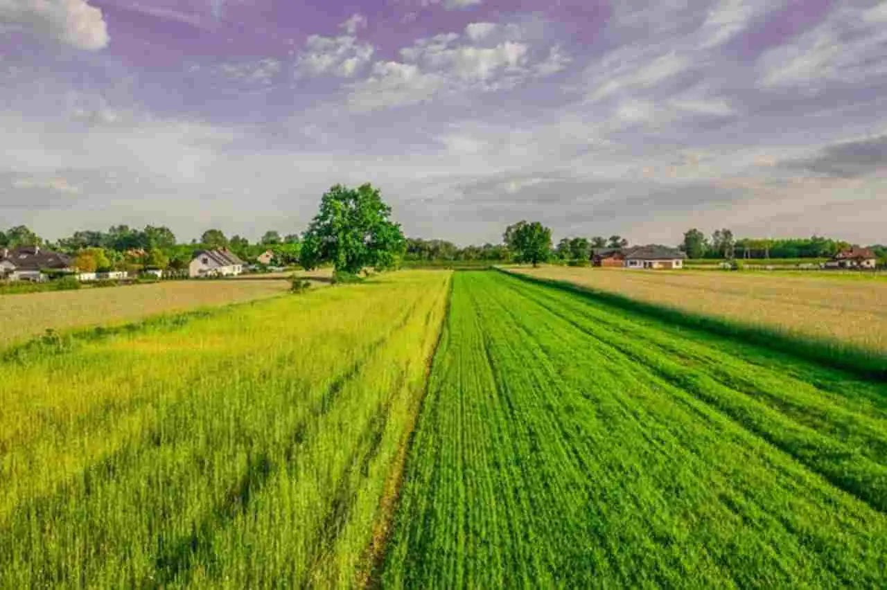 Terreno agricolo inutilizzato? Nuova strategia per trasformarlo in una rendita stabile Terreno agricolo inutilizzato? Nuova strategia per trasformarlo in una rendita stabile