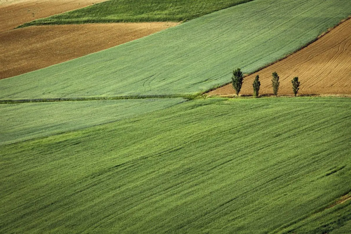 Terreno agricolo inutilizzato? Nuova strategia per trasformarlo in una rendita stabile Terreno agricolo inutilizzato? Nuova strategia per trasformarlo in una rendita stabile
