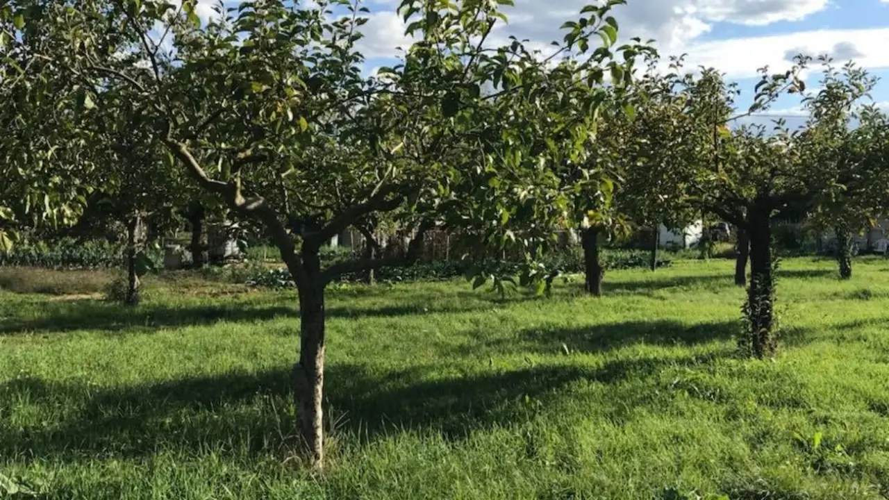 Terreno agricolo inutilizzato? Nuova strategia per trasformarlo in una rendita stabile Terreno agricolo inutilizzato? Nuova strategia per trasformarlo in una rendita stabile