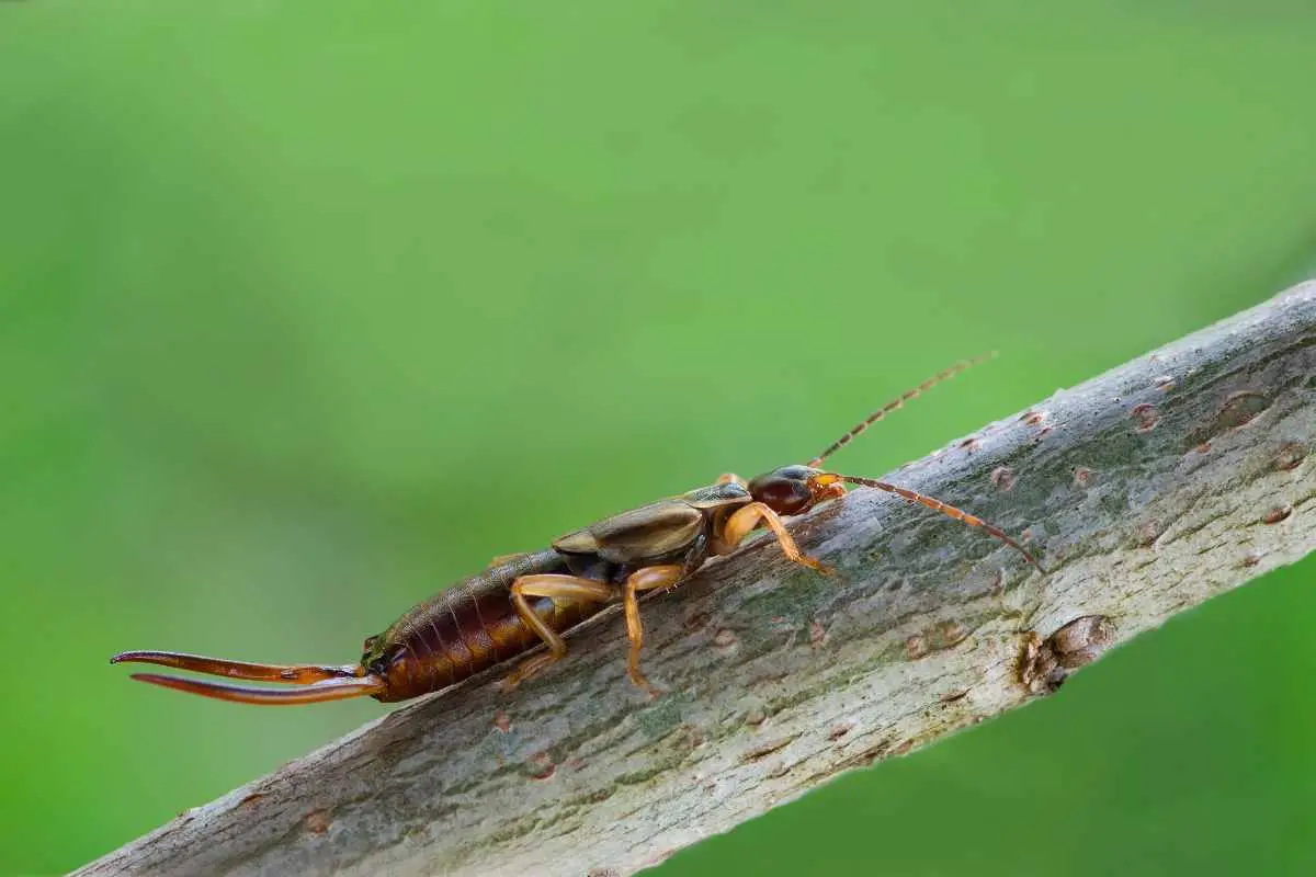Insetticidi naturali contro insetti forbice: come proteggere orto e fiori fragili Insetticidi naturali contro insetti forbice: come proteggere orto e fiori fragili