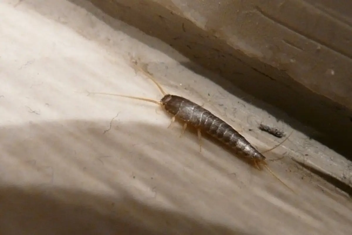 Rumori notturni in casa? La presenza dei pesciolini d’argento può rivelare muffa Rumori notturni in casa? La presenza dei pesciolini d’argento può rivelare muffa