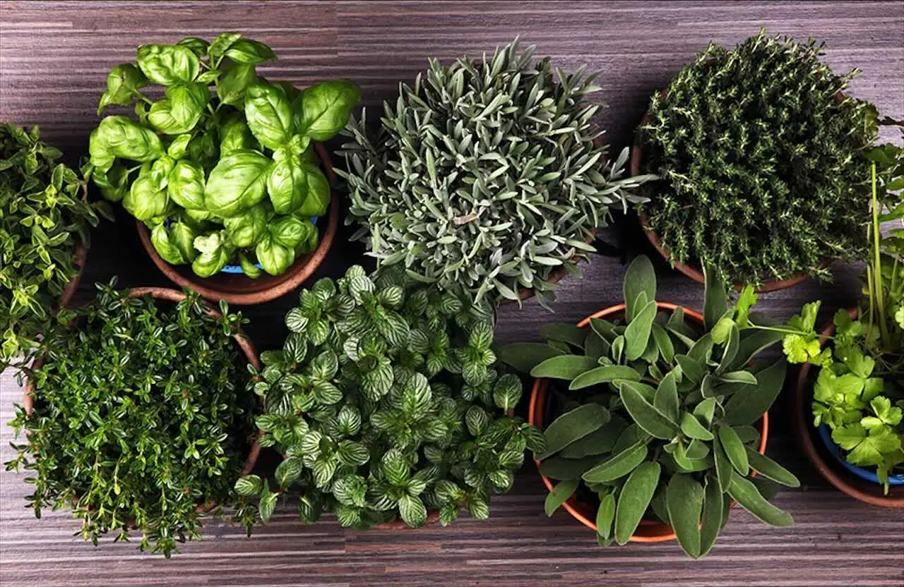 Perché alcune erbe aromatiche attirano insetti nocivi in giardino e come evitarlo