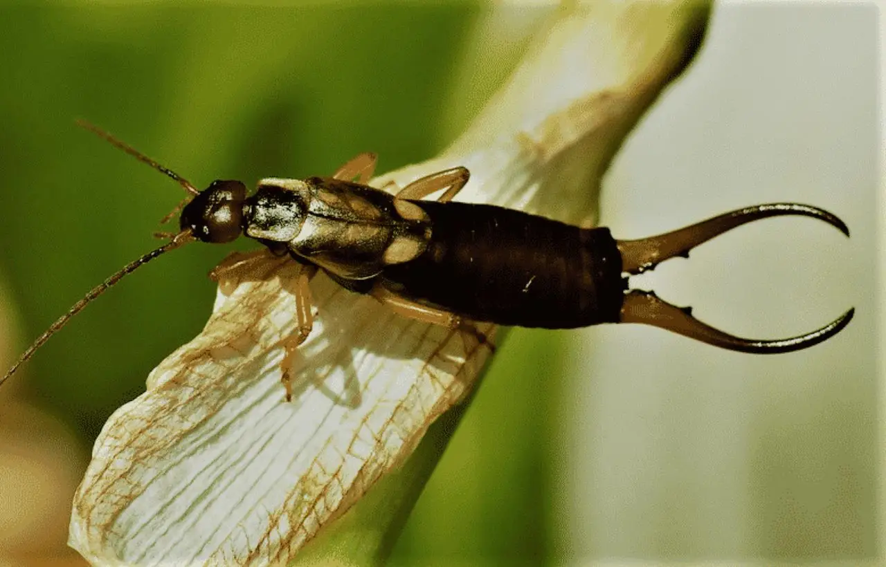 Forbici insetto in casa scopri quali rischi igienici comporta davvero