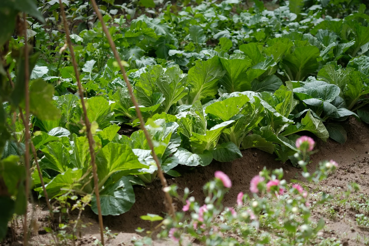 Raccolta di fondi di caffè: semplici modi per rinforzare il terreno dell’orto domestico Raccolta di fondi di caffè: semplici modi per rinforzare il terreno dell’orto domestico