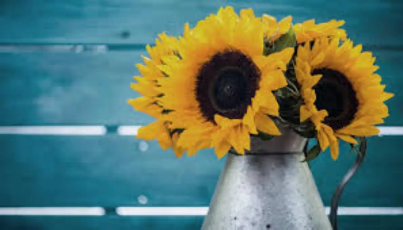 La fioritura delle piante da appartamento: i trucchi per mantenerle sempre rigogliose