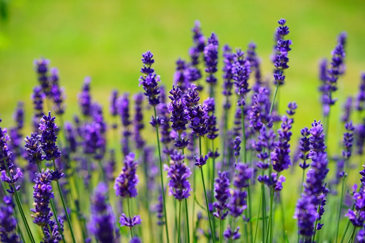 Lavanda in casa: mito o realtà? Tutto quello che c’è da sapere su come tenere lontani gli insetti in modo naturale