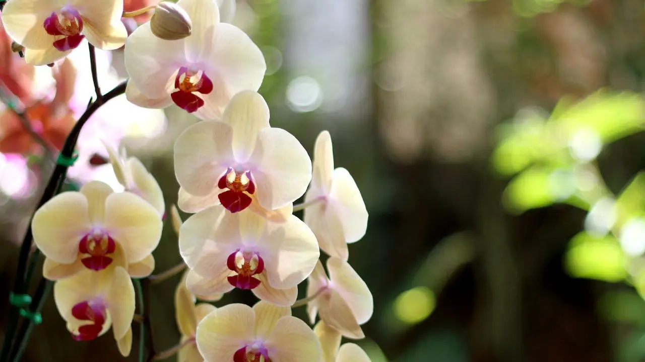 Le orchidee più rare del mondo: meraviglie della natura tra scienza, mito e mistero