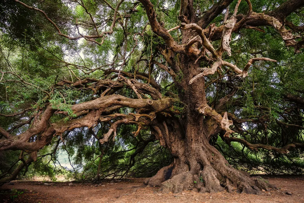 Qual è il segreto degli alberi millenari? Scopri la storia dell’albero più antico del mondo