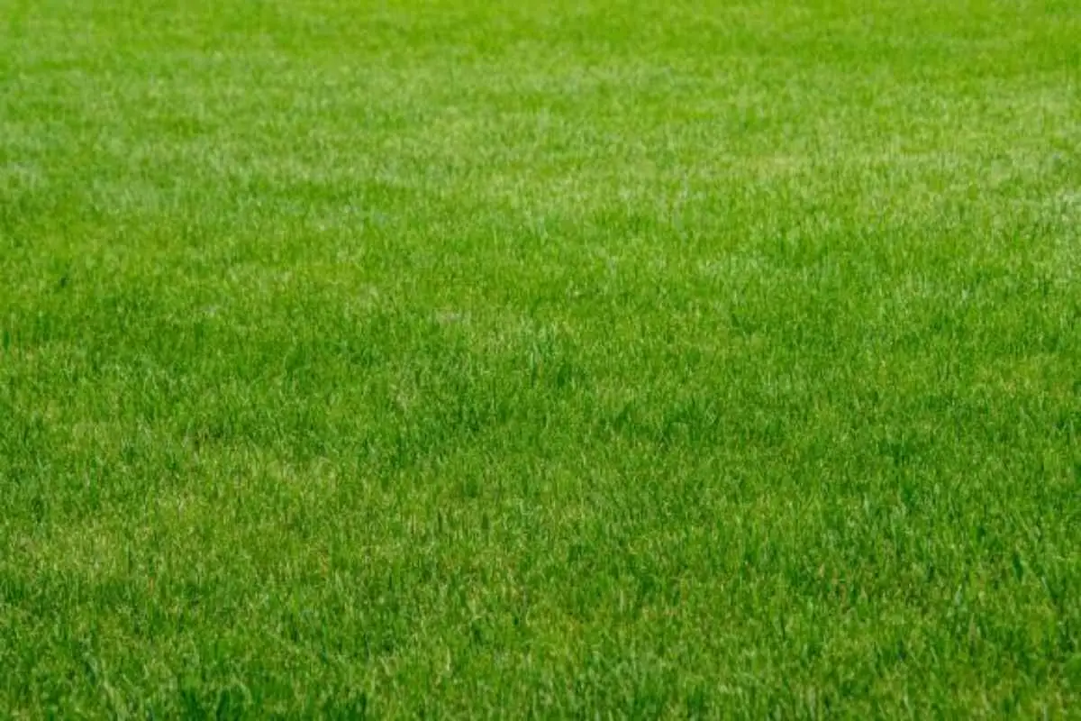 Prato in primavera: i consigli indispensabili per prendersene cura a marzo