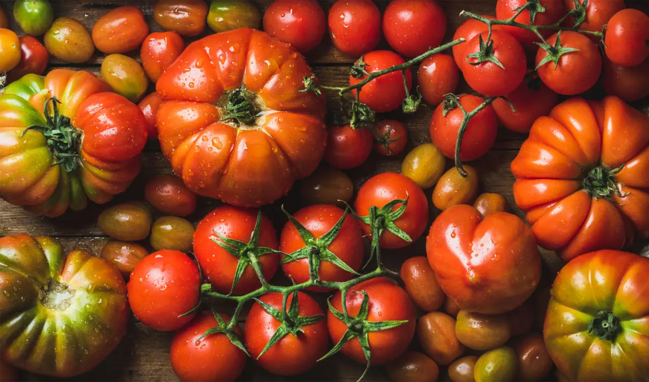 Come preparare il terreno per i pomodori: i segreti per un raccolto abbondante e sano Come preparare il terreno per i pomodori: i segreti per un raccolto abbondante e sano