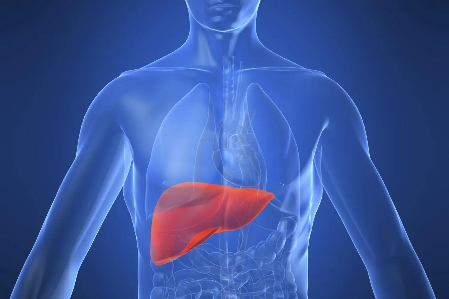 Alt nelle analisi del sangue: cosa rivela sullo stato di salute del fegato e perché è importante conoscerlo