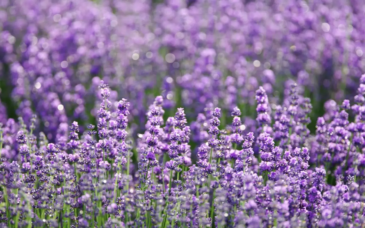 Lavanda: qual è la varietà più affascinante e come scegliere quella giusta per il tuo giardino?