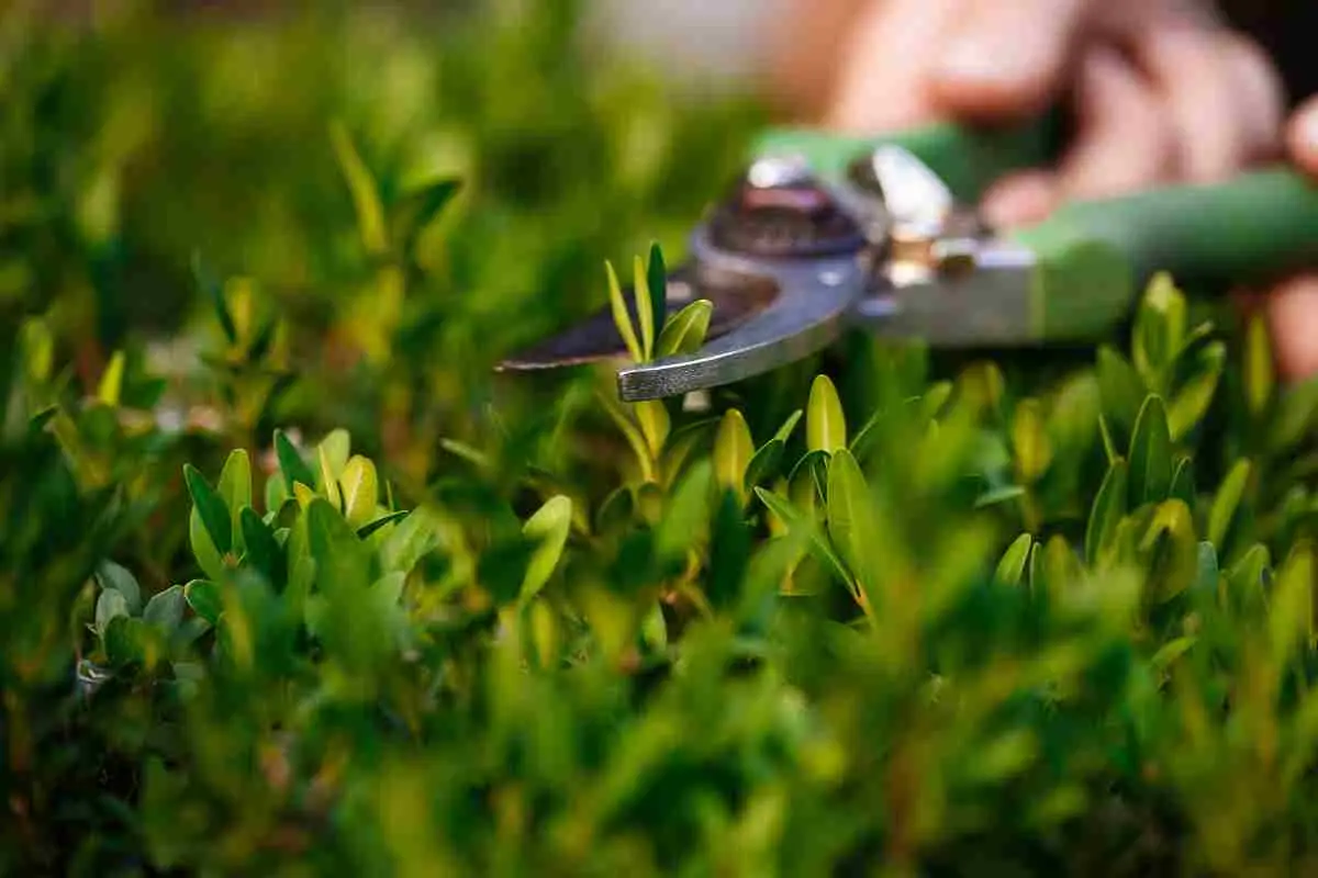Scopri come prevenire l'invasione degli insetti forbice nelle tue piante ornamentali Scopri come prevenire l'invasione degli insetti forbice nelle tue piante ornamentali