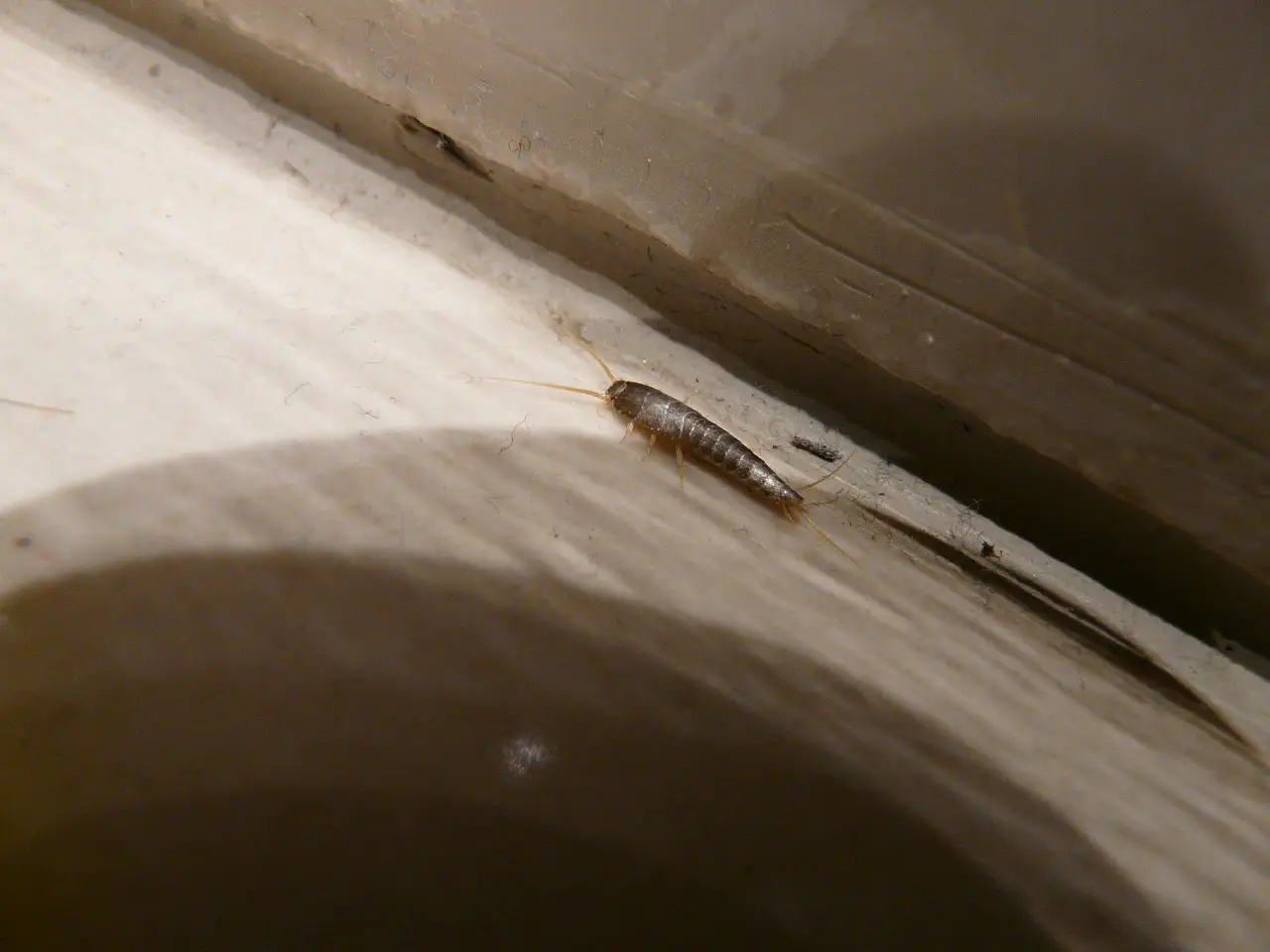 Pesciolini d’argento in bagno? Questi segnali indicano problemi di umidità Pesciolini d’argento in bagno? Questi segnali indicano problemi di umidità