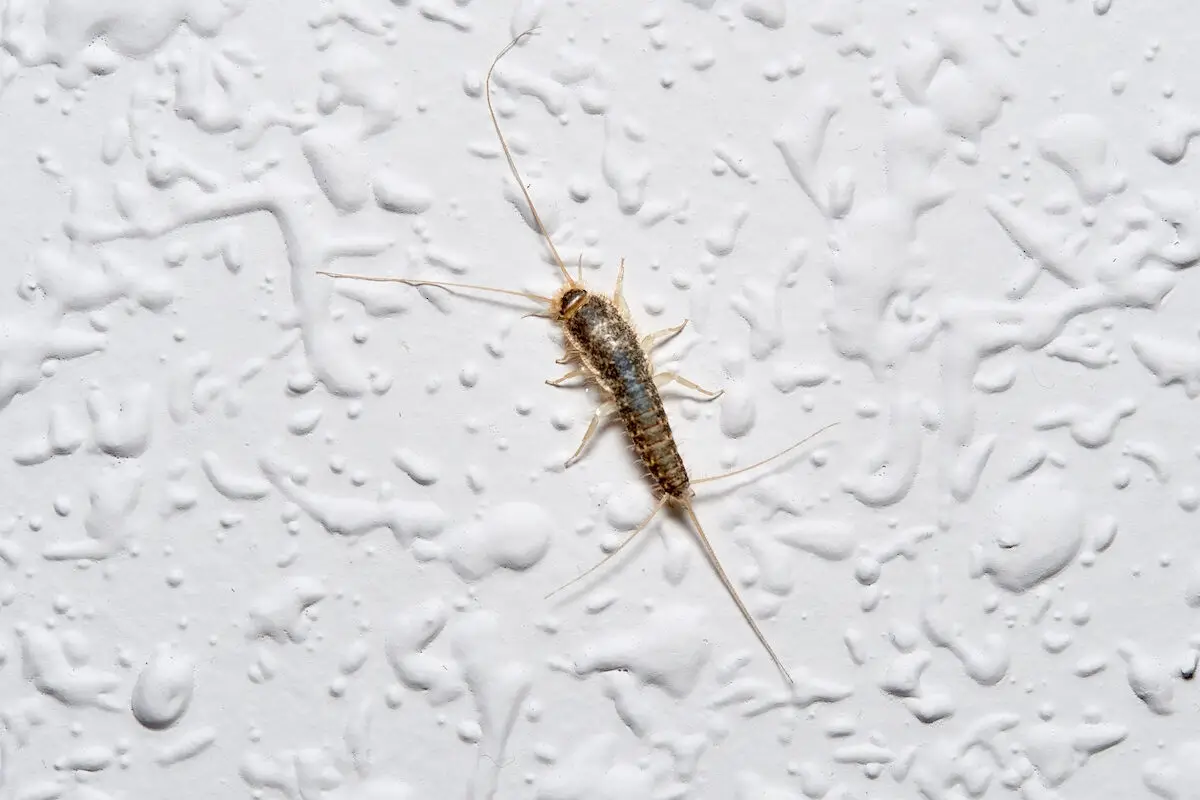 Pesciolini d’argento in bagno? Questi segnali indicano problemi di umidità Pesciolini d’argento in bagno? Questi segnali indicano problemi di umidità