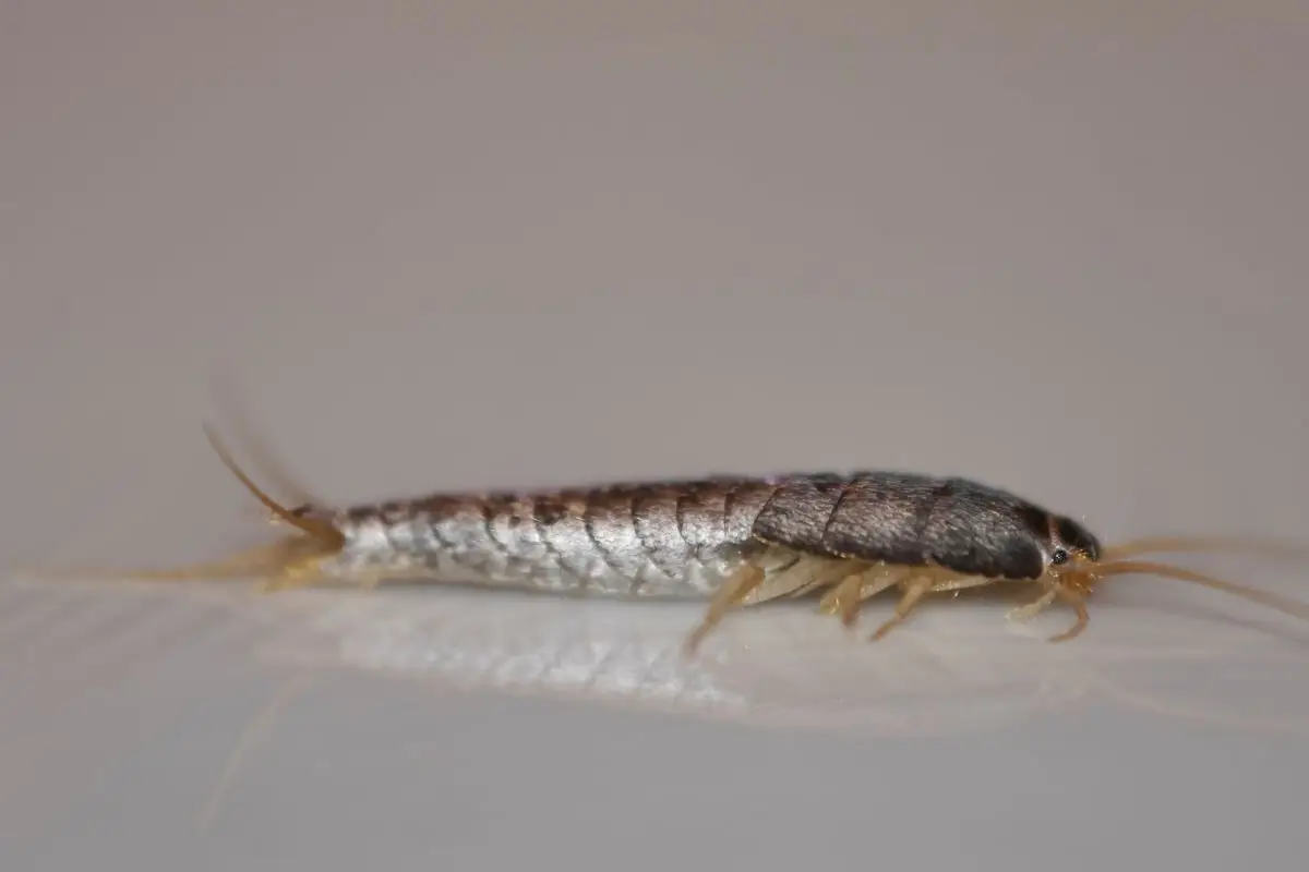 Pesciolini d’argento in bagno? Questi segnali indicano problemi di umidità Pesciolini d’argento in bagno? Questi segnali indicano problemi di umidità