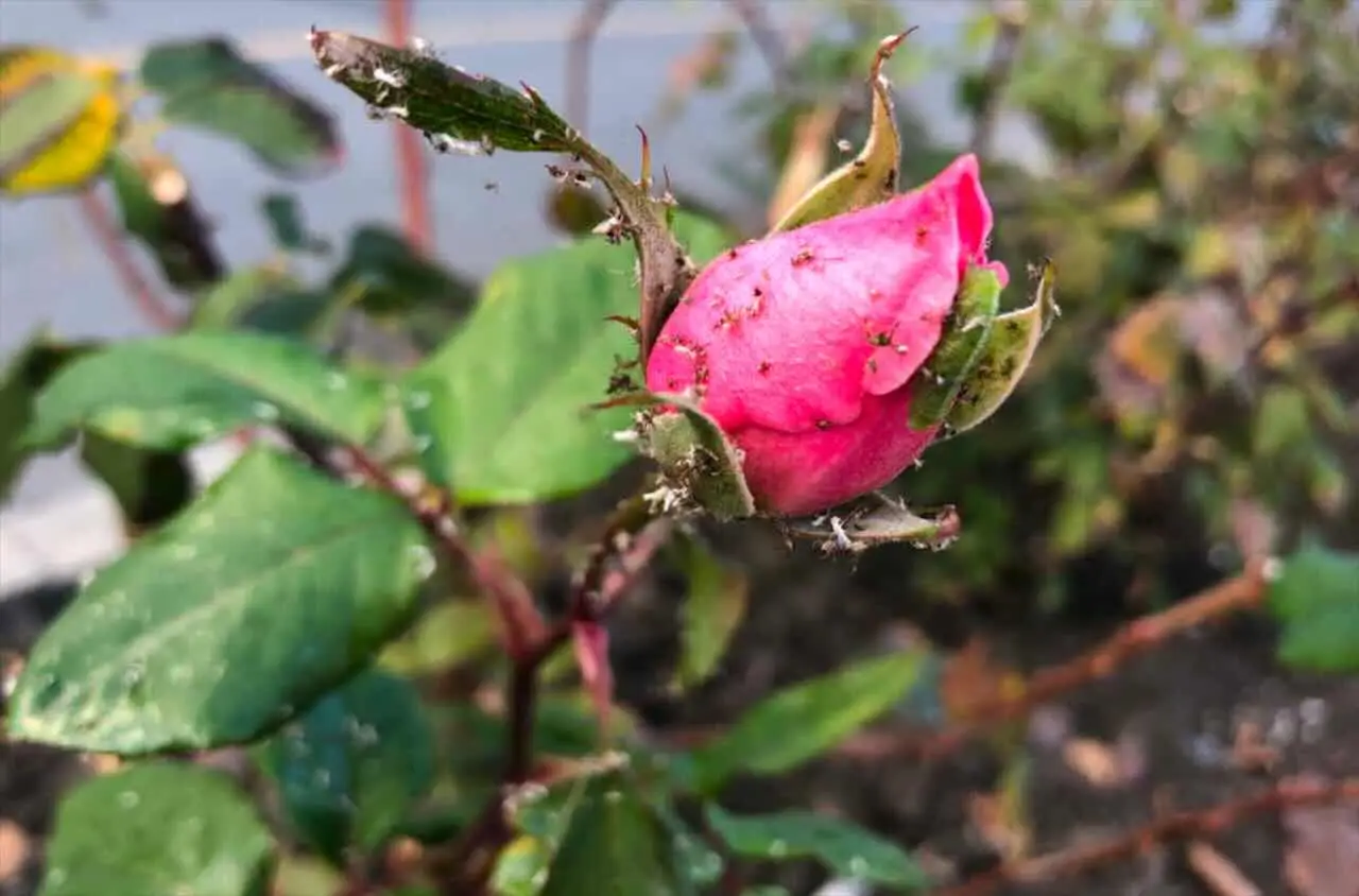 Insetticidi naturali contro insetti forbice: come proteggere orto e fiori fragili Insetticidi naturali contro insetti forbice: come proteggere orto e fiori fragili