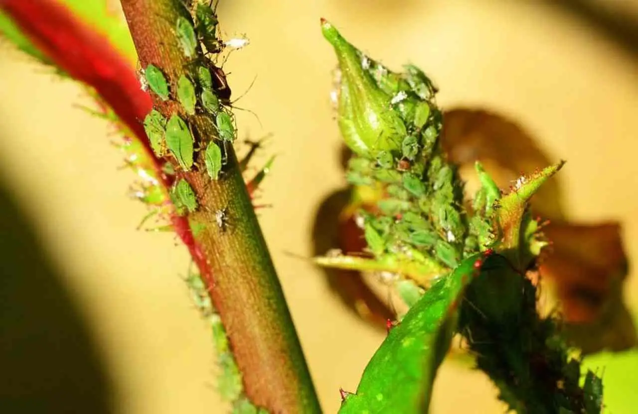 Insetticidi naturali contro insetti forbice: come proteggere orto e fiori fragili Insetticidi naturali contro insetti forbice: come proteggere orto e fiori fragili