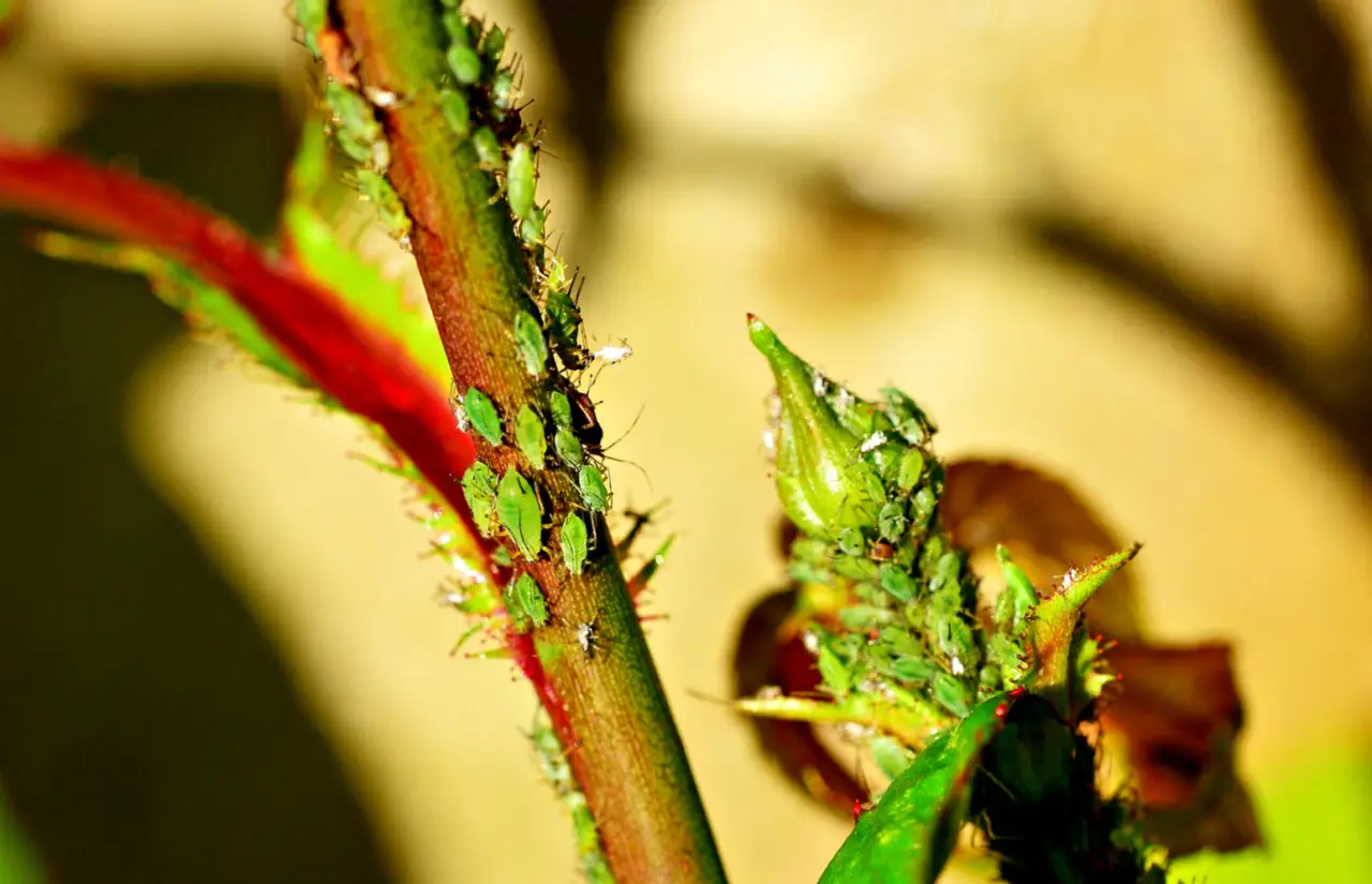 Insetticidi naturali contro insetti forbice: come proteggere orto e fiori fragili Insetticidi naturali contro insetti forbice: come proteggere orto e fiori fragili