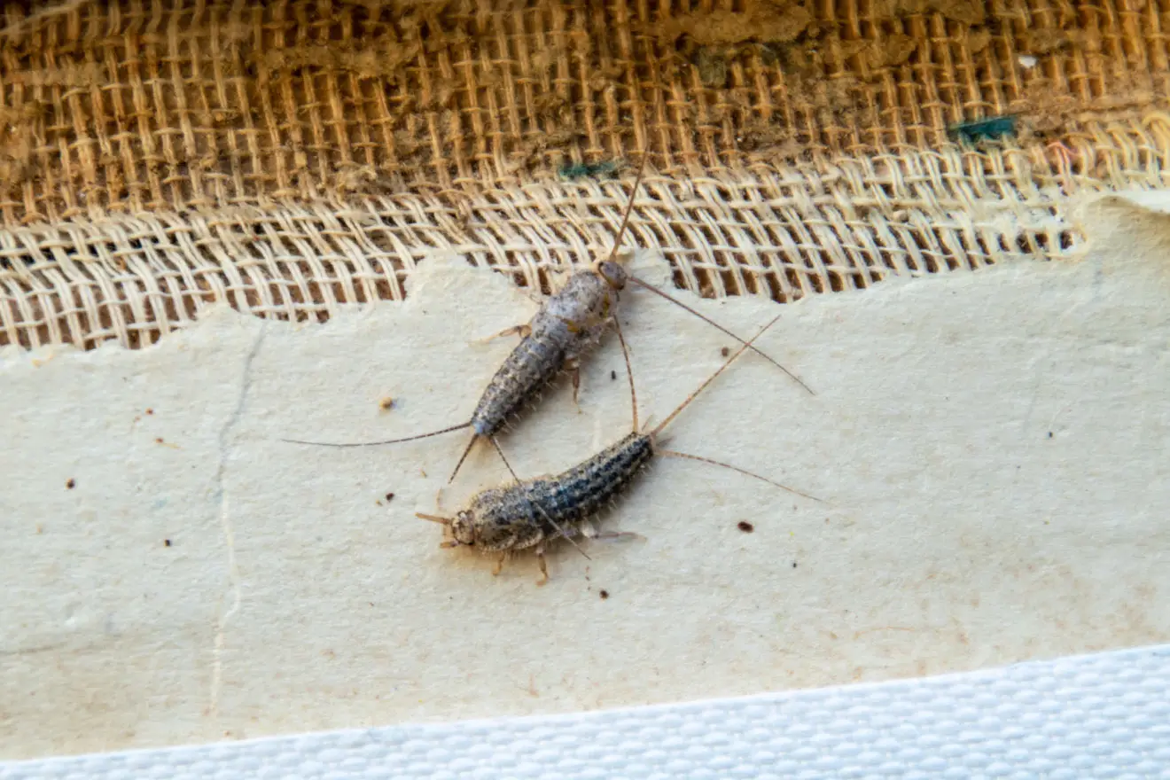 Rumori notturni in casa? La presenza dei pesciolini d’argento può rivelare muffa Rumori notturni in casa? La presenza dei pesciolini d’argento può rivelare muffa