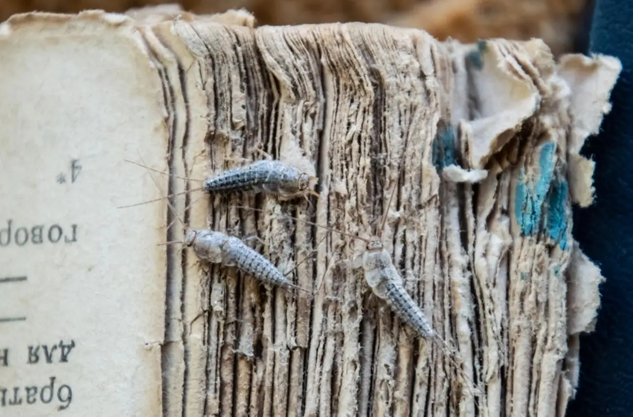 Rumori notturni in casa? La presenza dei pesciolini d’argento può rivelare muffa Rumori notturni in casa? La presenza dei pesciolini d’argento può rivelare muffa