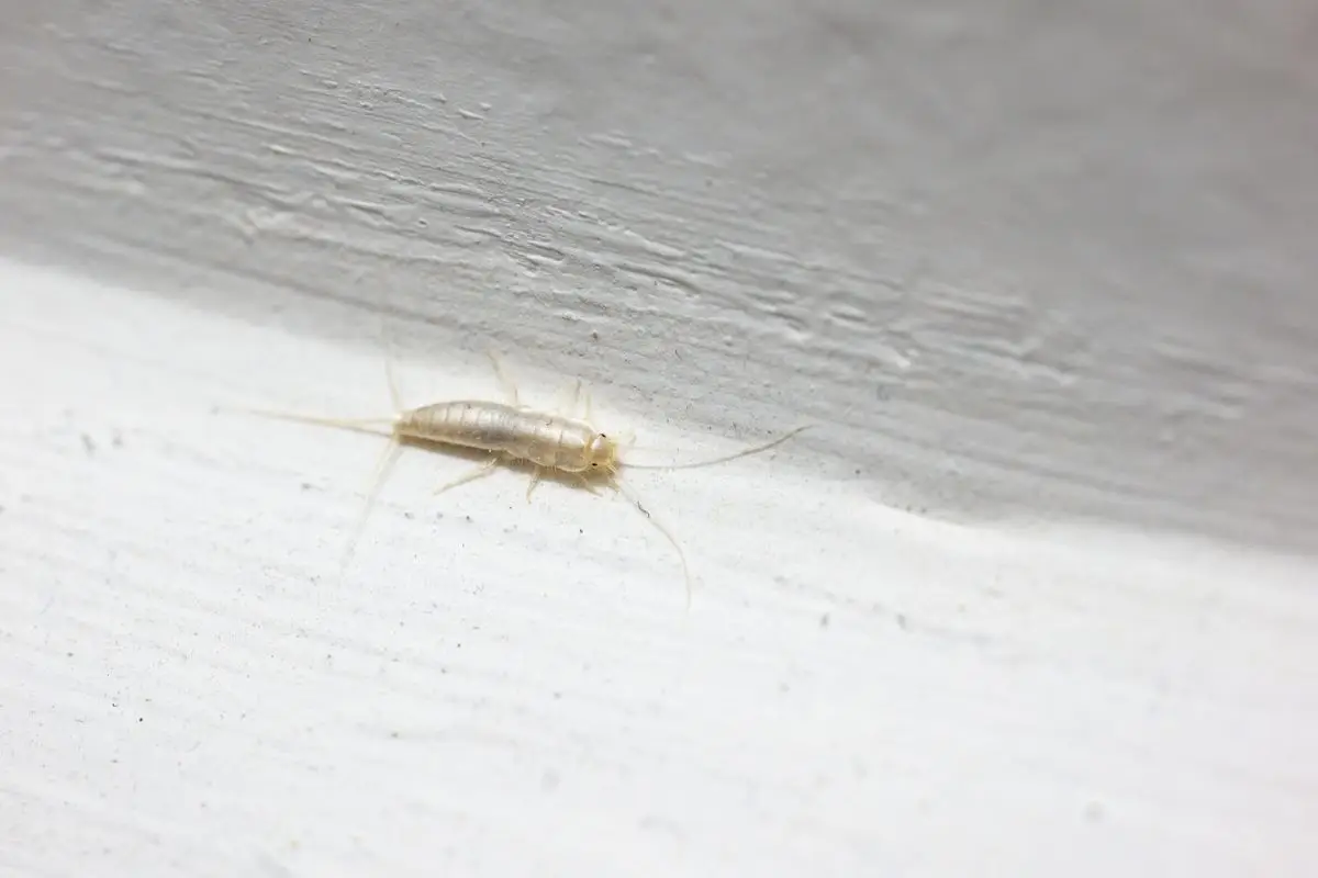 Rumori notturni in casa? La presenza dei pesciolini d’argento può rivelare muffa Rumori notturni in casa? La presenza dei pesciolini d’argento può rivelare muffa