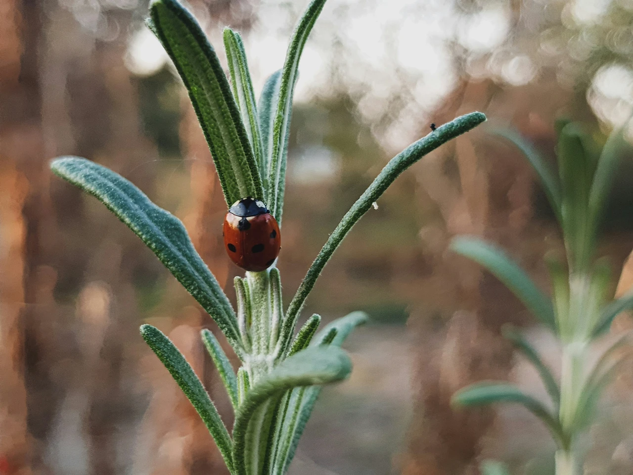 Piante da giardino che favoriscono insetti indesiderati: come riconoscerle e agire subito Piante da giardino che favoriscono insetti indesiderati: come riconoscerle e agire subito