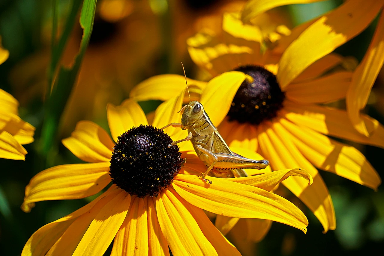 Piante da giardino che favoriscono insetti indesiderati: come riconoscerle e agire subito Piante da giardino che favoriscono insetti indesiderati: come riconoscerle e agire subito