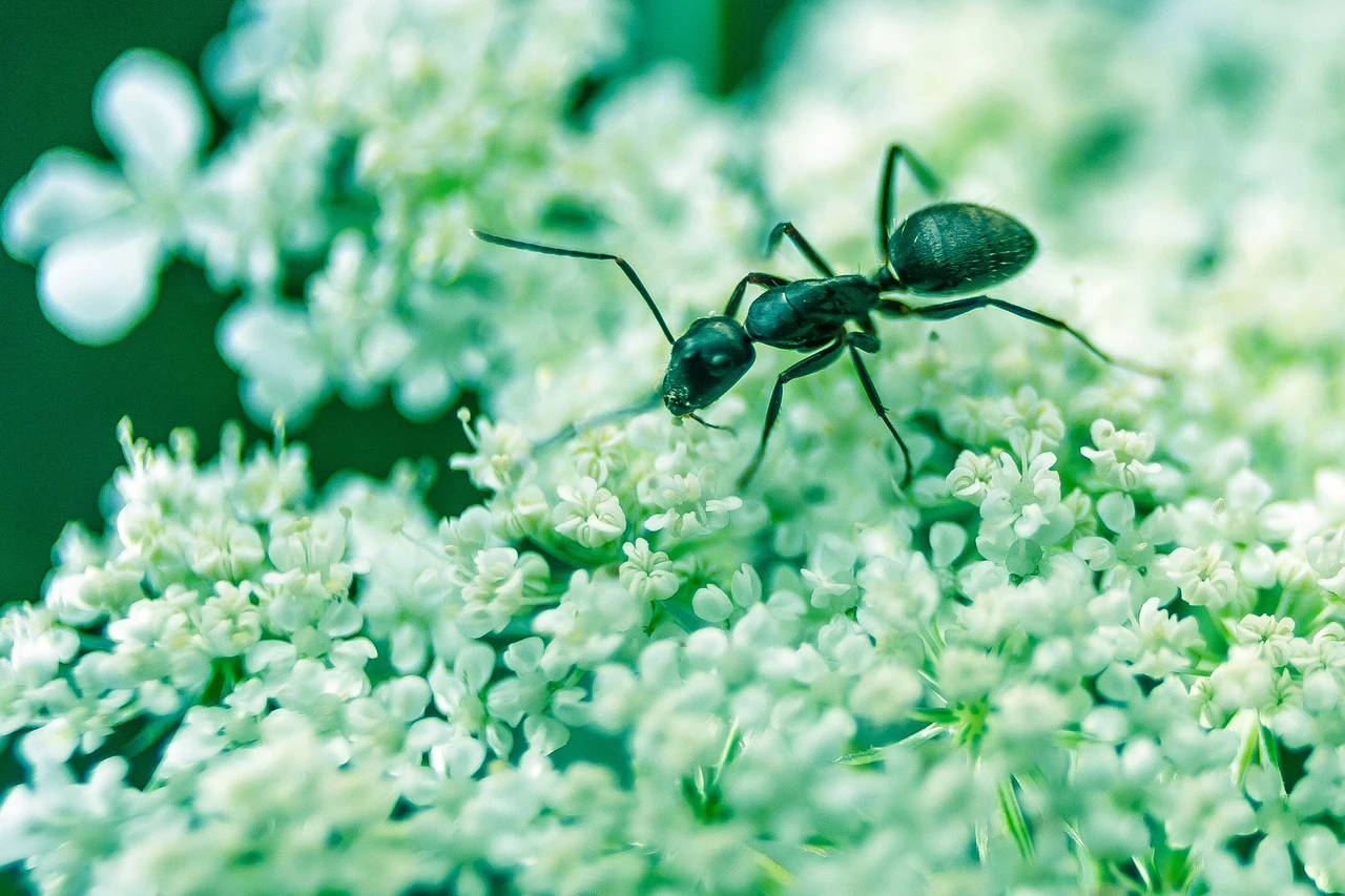 Piante da giardino che favoriscono insetti indesiderati: come riconoscerle e agire subito Piante da giardino che favoriscono insetti indesiderati: come riconoscerle e agire subito