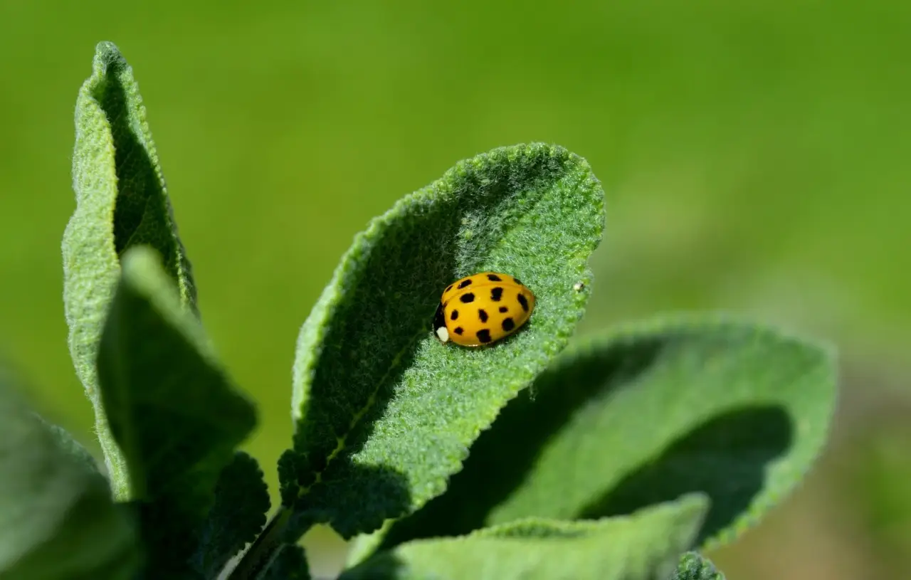 Attenzione a questa erba aromatica: aumenta il rischio di visite indesiderate di insetti Attenzione a questa erba aromatica: aumenta il rischio di visite indesiderate di insetti