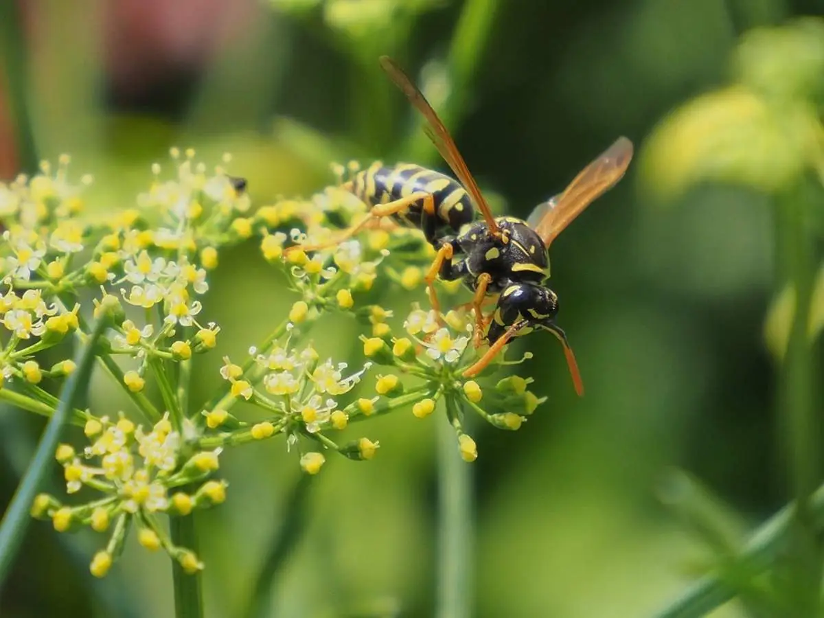 Attenzione a questa erba aromatica: aumenta il rischio di visite indesiderate di insetti Attenzione a questa erba aromatica: aumenta il rischio di visite indesiderate di insetti