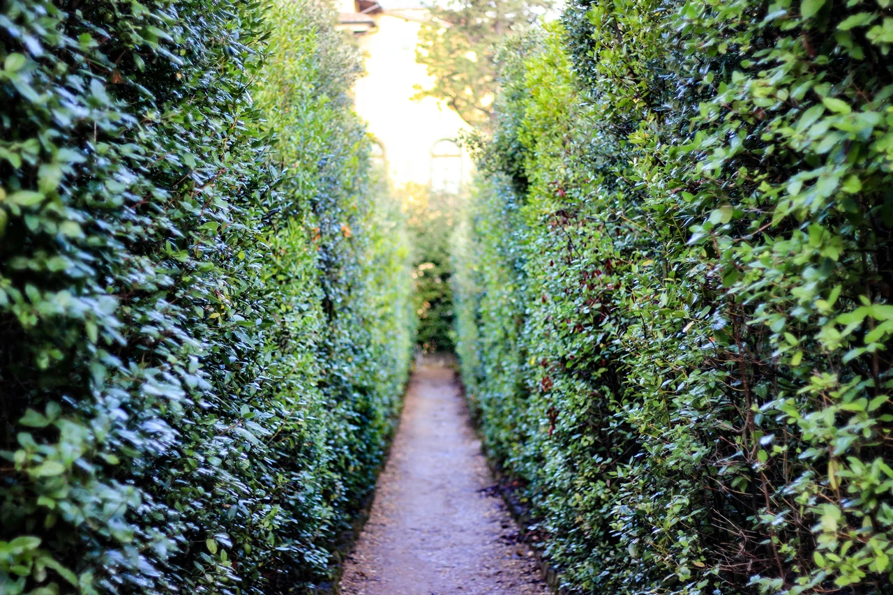 Questa siepe estiva richiama roditori: consigli utili per un giardino sicuro Questa siepe estiva richiama roditori: consigli utili per un giardino sicuro