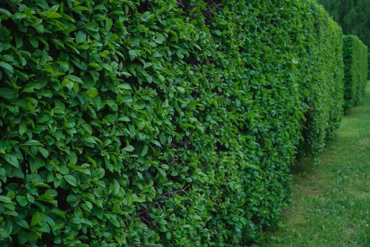 Questa siepe estiva richiama roditori: consigli utili per un giardino sicuro Questa siepe estiva richiama roditori: consigli utili per un giardino sicuro