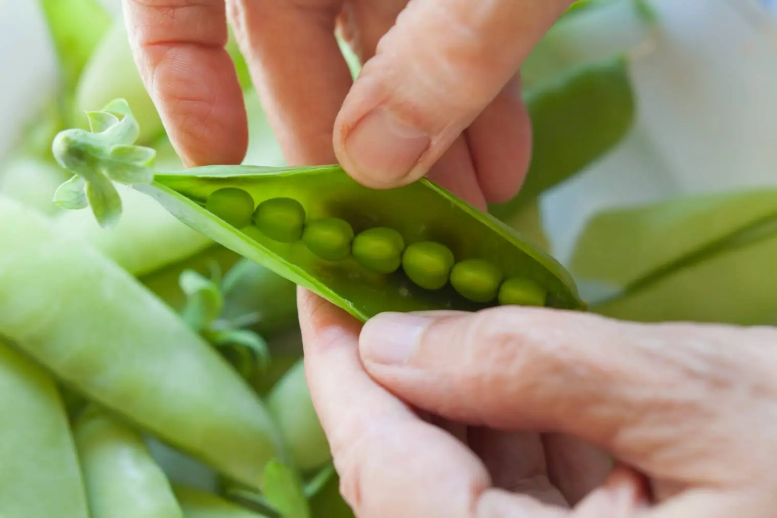 Scopri il legume estivo che insospettabilmente peggiora il dolore articolare Scopri il legume estivo che insospettabilmente peggiora il dolore articolare