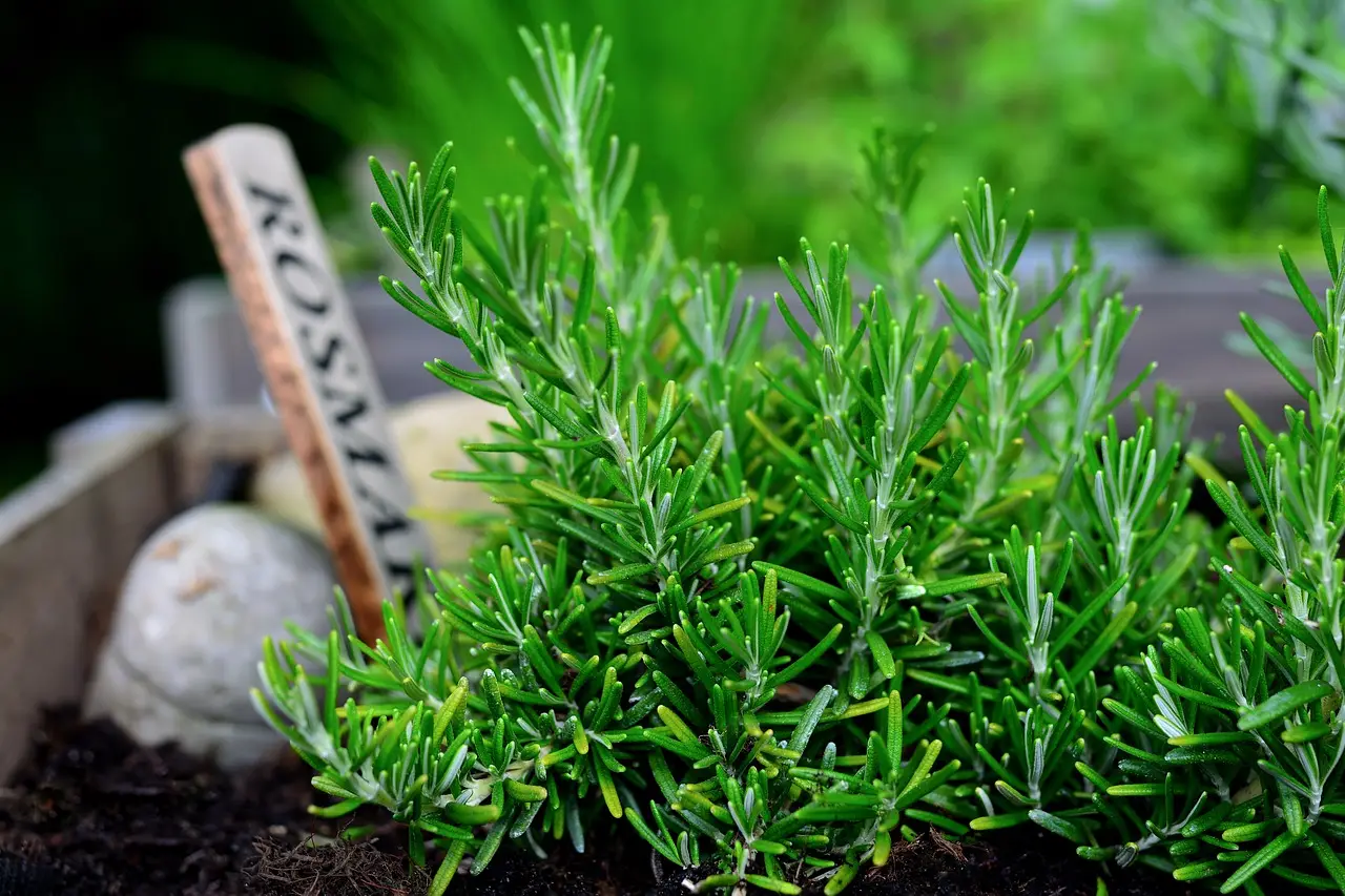 Perché alcune erbe aromatiche attirano insetti nocivi in giardino e come evitarlo Perché alcune erbe aromatiche attirano insetti nocivi in giardino e come evitarlo