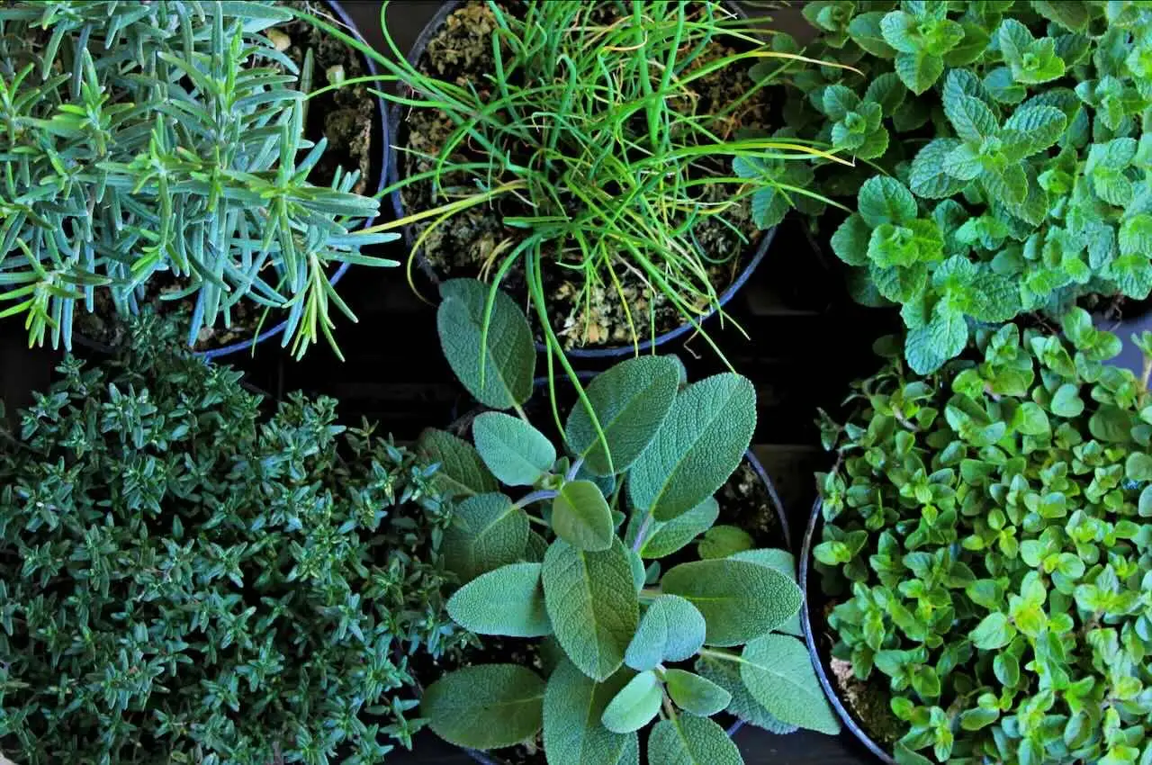 Perché alcune erbe aromatiche attirano insetti nocivi in giardino e come evitarlo Perché alcune erbe aromatiche attirano insetti nocivi in giardino e come evitarlo