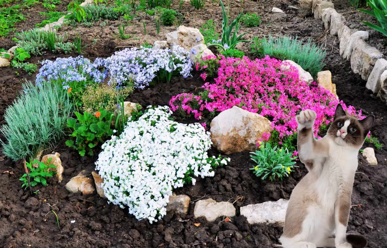 Piante ornamentali perenni che facilitano la presenza di roditori: cosa scegliere Piante ornamentali perenni che facilitano la presenza di roditori: cosa scegliere