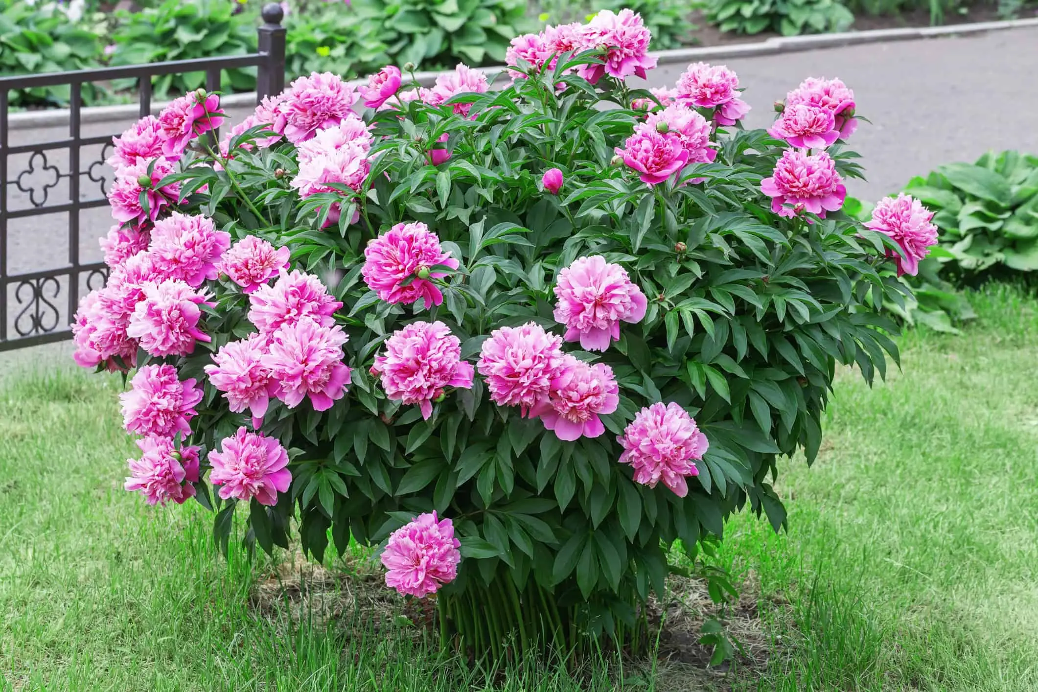 Piante ornamentali perenni che facilitano la presenza di roditori: cosa scegliere Piante ornamentali perenni che facilitano la presenza di roditori: cosa scegliere