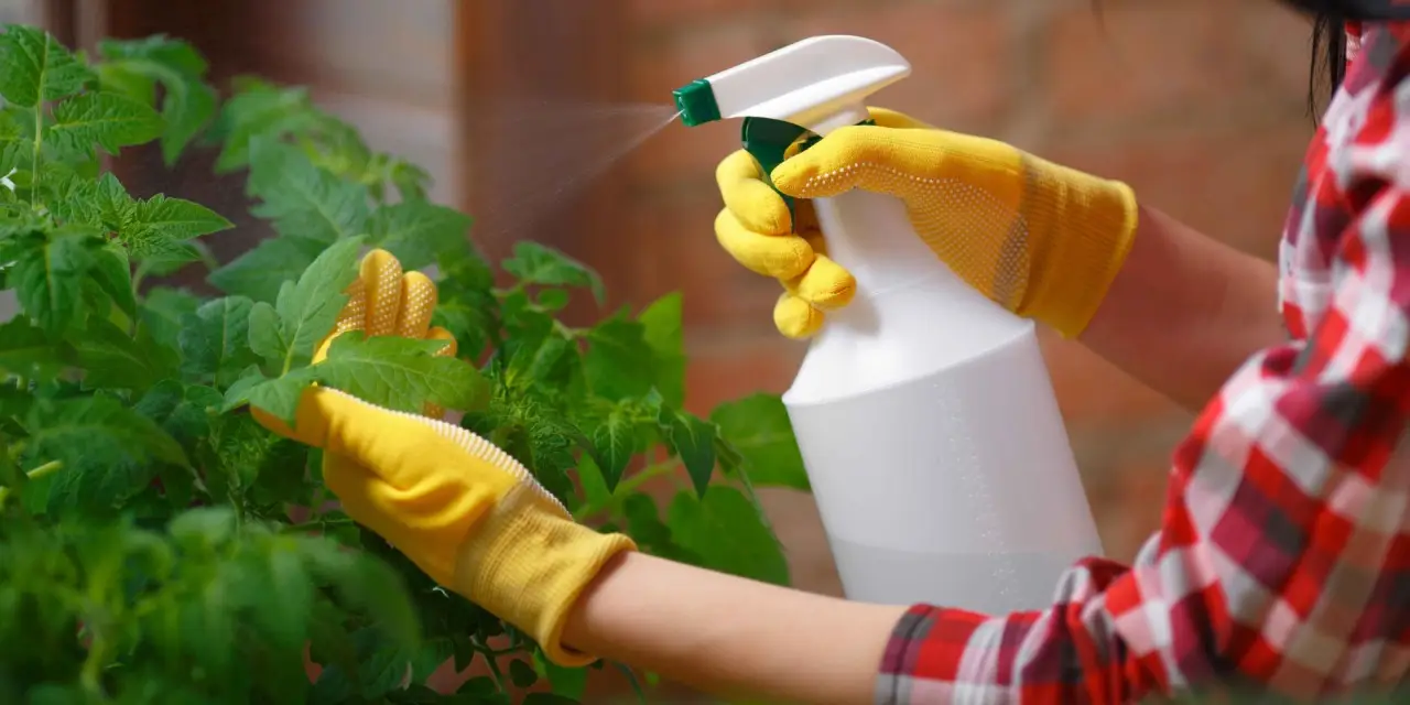 Preparare un pesticida fai-da-te efficace con ingredienti reperibili in cucina Preparare un pesticida fai-da-te efficace con ingredienti reperibili in cucina