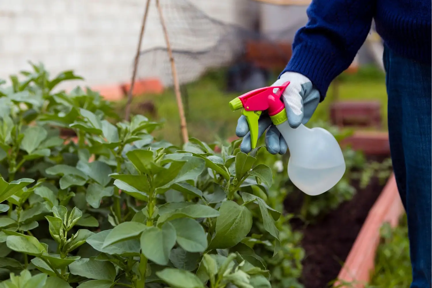 Preparare un pesticida fai-da-te efficace con ingredienti reperibili in cucina Preparare un pesticida fai-da-te efficace con ingredienti reperibili in cucina