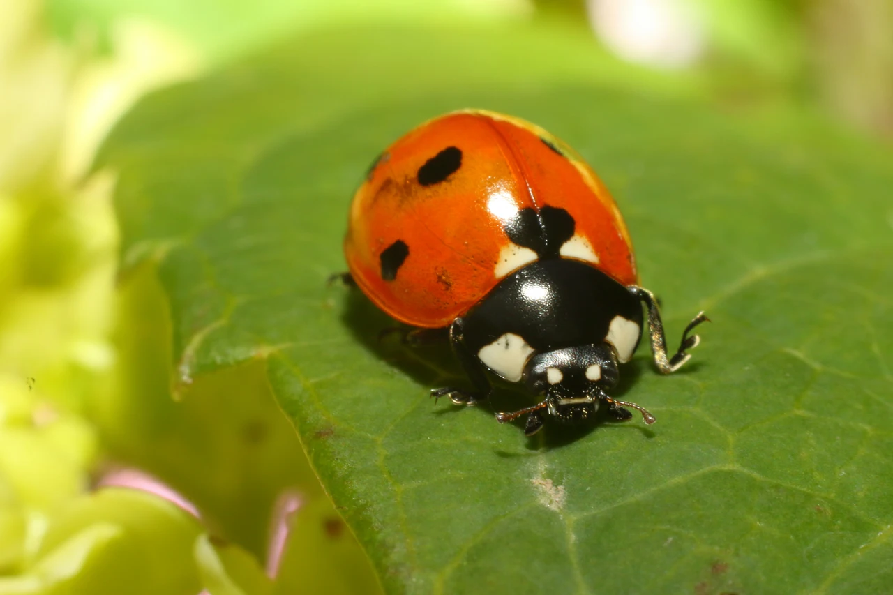 Insetti dannosi o utili come distinguere le specie amiche del tuo orto Insetti dannosi o utili come distinguere le specie amiche del tuo orto