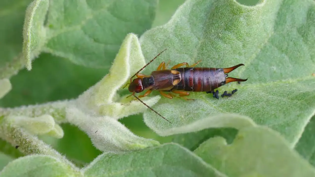 Insetti dannosi o utili come distinguere le specie amiche del tuo orto Insetti dannosi o utili come distinguere le specie amiche del tuo orto