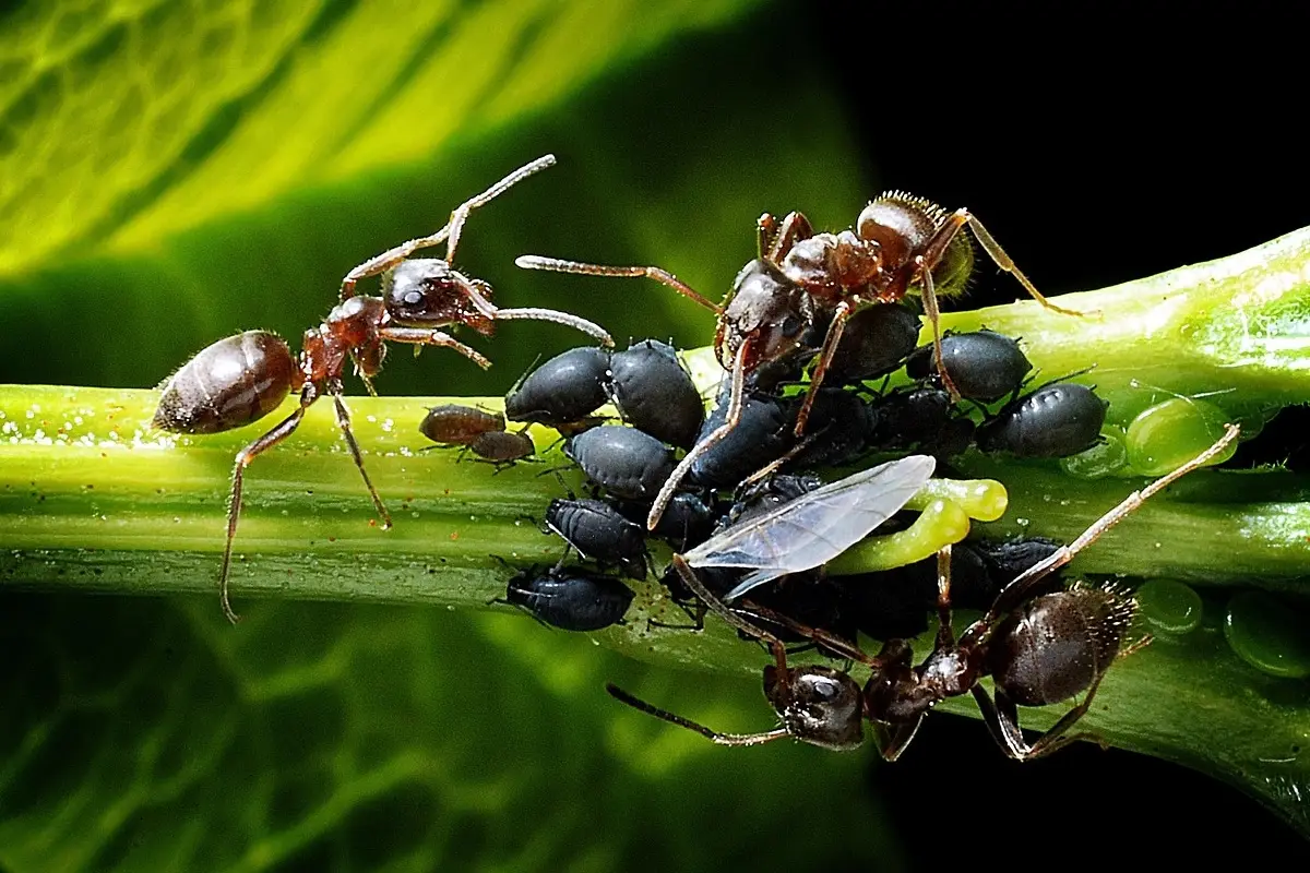 Insetti dannosi o utili come distinguere le specie amiche del tuo orto Insetti dannosi o utili come distinguere le specie amiche del tuo orto