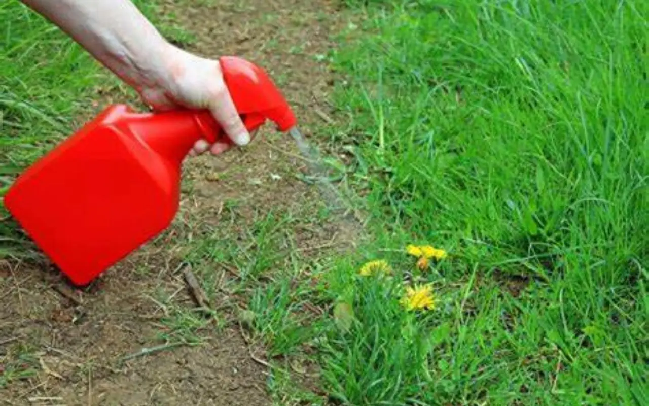 Elimina le erbacce usando aceto e sale la soluzione sicura per il tuo giardino Elimina le erbacce usando aceto e sale la soluzione sicura per il tuo giardino