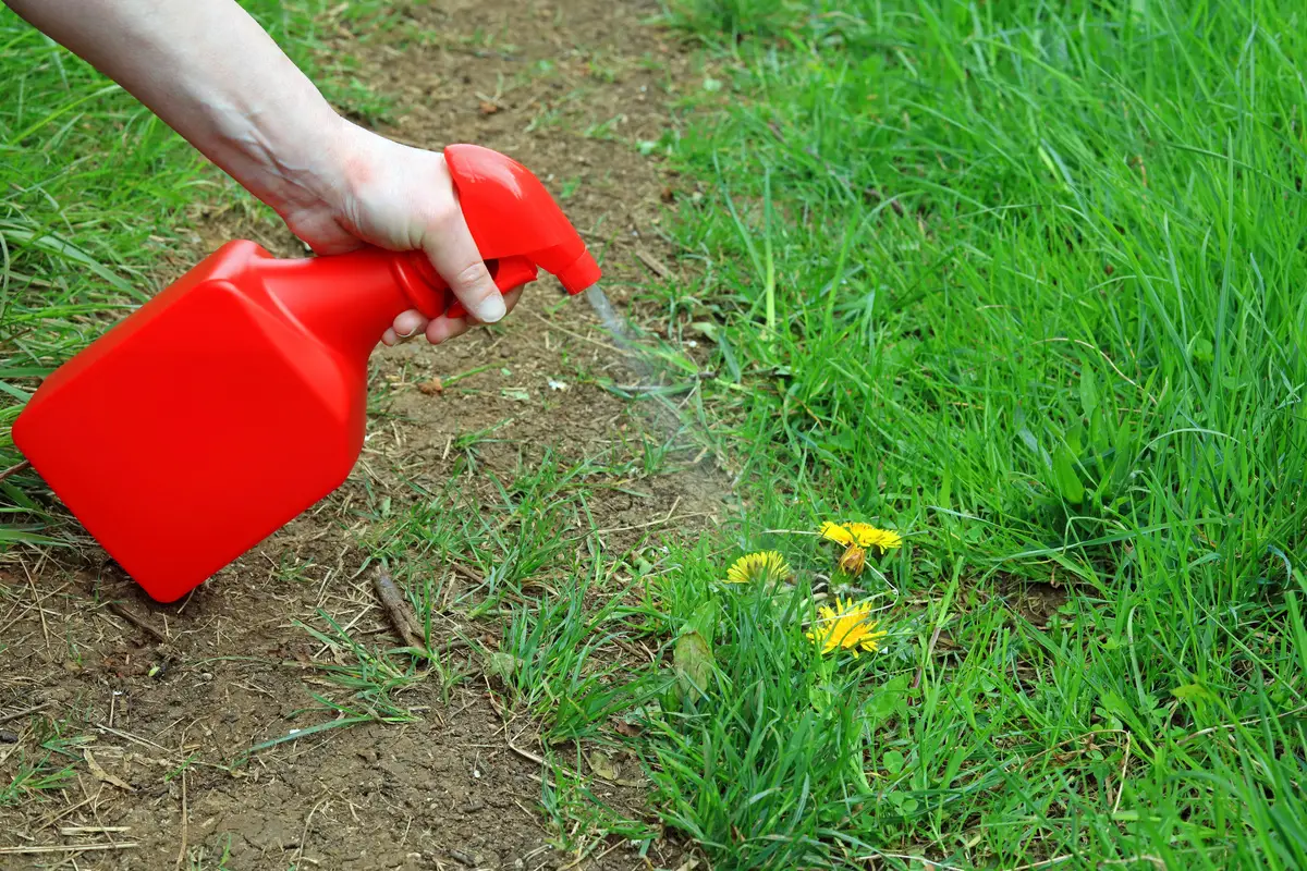 Elimina le erbacce usando aceto e sale la soluzione sicura per il tuo giardino Elimina le erbacce usando aceto e sale la soluzione sicura per il tuo giardino