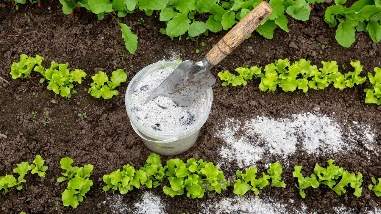 Elimina le erbacce usando aceto e sale la soluzione sicura per il tuo giardino Elimina le erbacce usando aceto e sale la soluzione sicura per il tuo giardino
