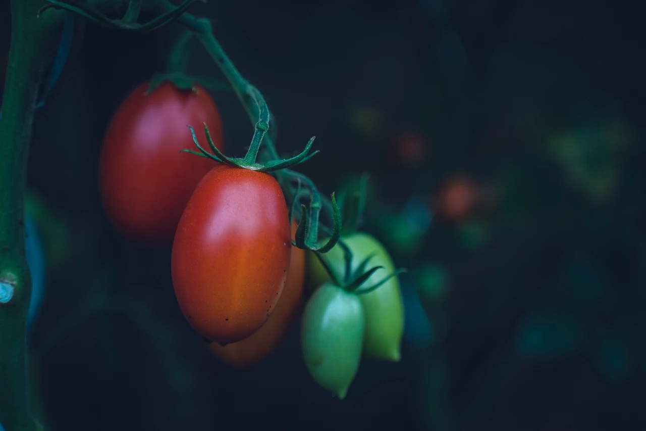 Piante di pomodoro più forti: strategie per difenderle dai primi parassiti Piante di pomodoro più forti: strategie per difenderle dai primi parassiti
